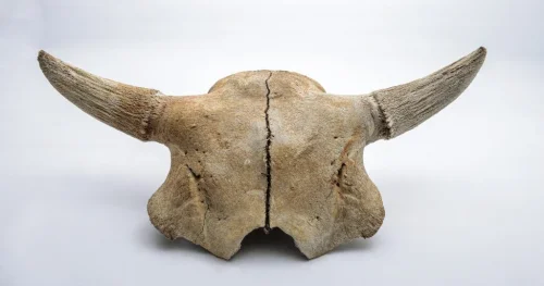 Buffalo Head
